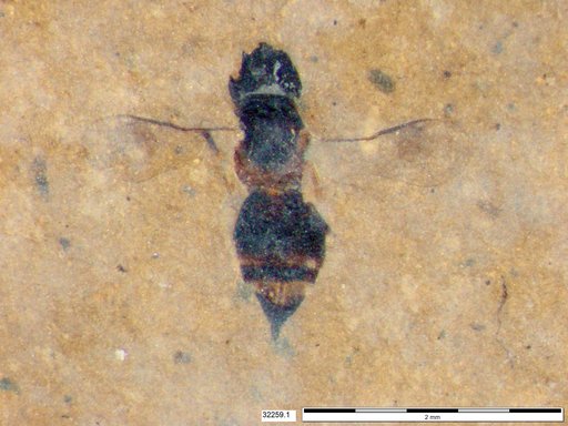 Genus sp