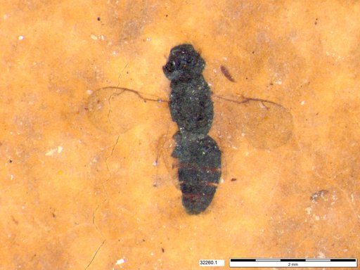 Genus sp