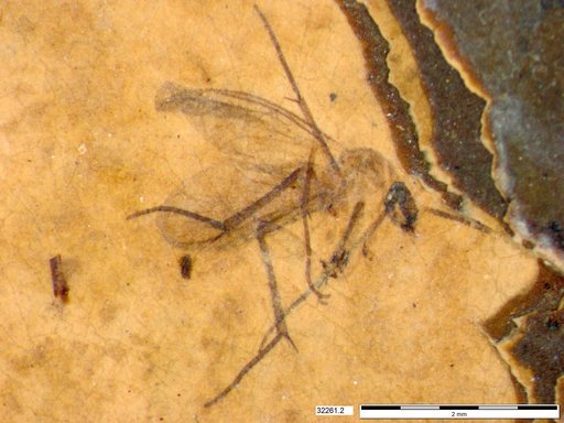 Mycetophilidae