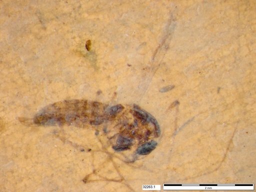 Genus sp