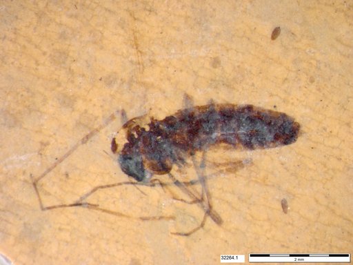 Diptera