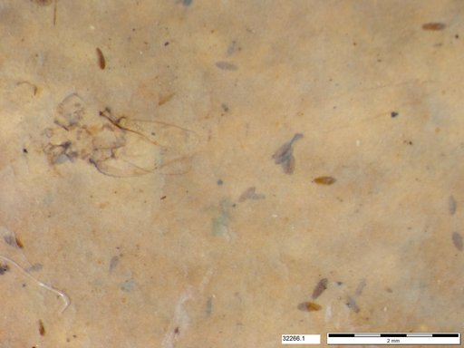 Genus sp