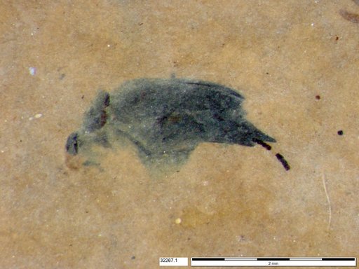 Mordellidae