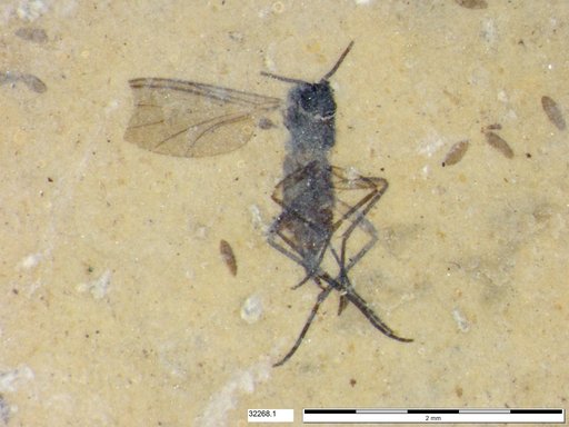 Diptera