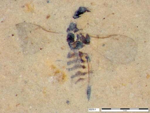Genus sp