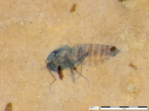 Diptera