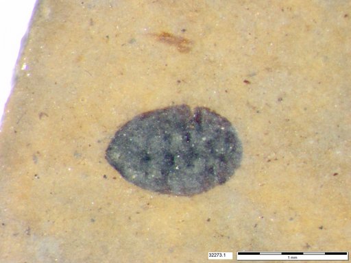 Tracheophyta