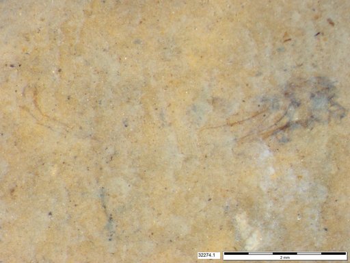 Genus sp