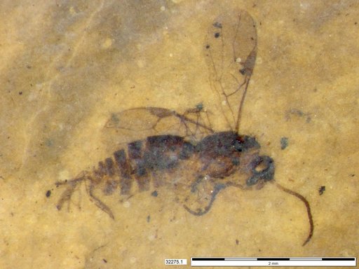 Genus sp