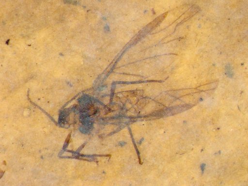 Aphididae