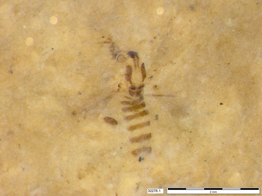 Chaoboridae