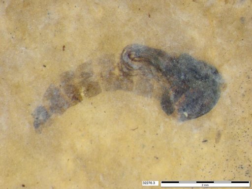 Chaoboridae