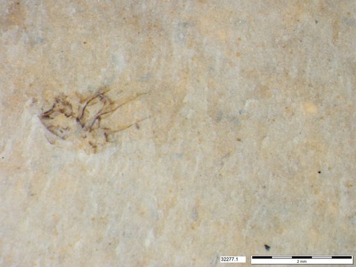 Genus sp