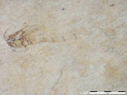 Genus sp
