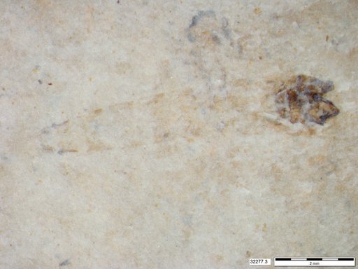 Genus sp