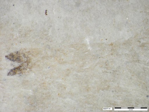 Genus sp