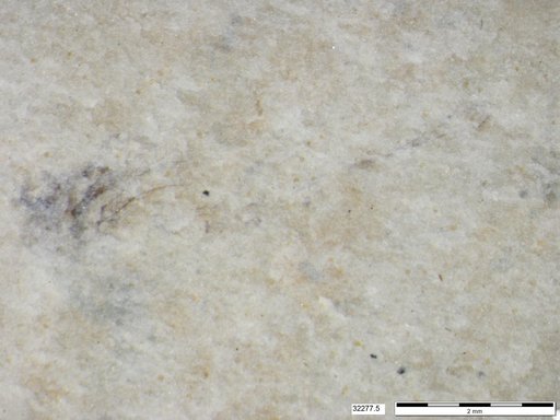 Genus sp