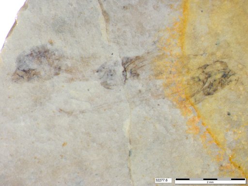 Genus sp