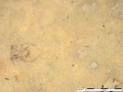 Genus sp