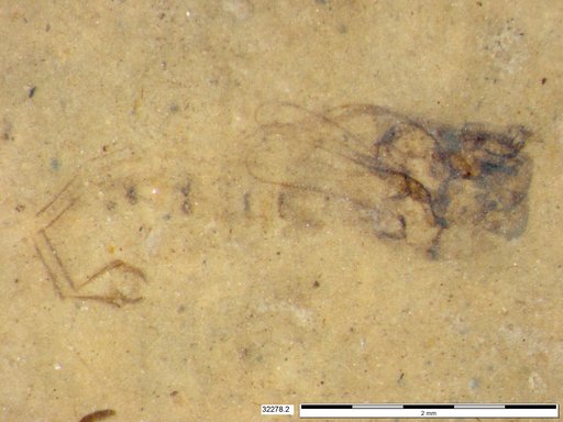 Genus sp