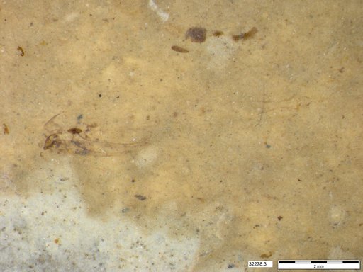 Genus sp