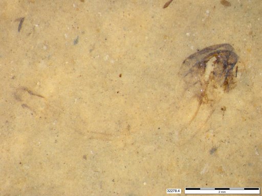 Genus sp