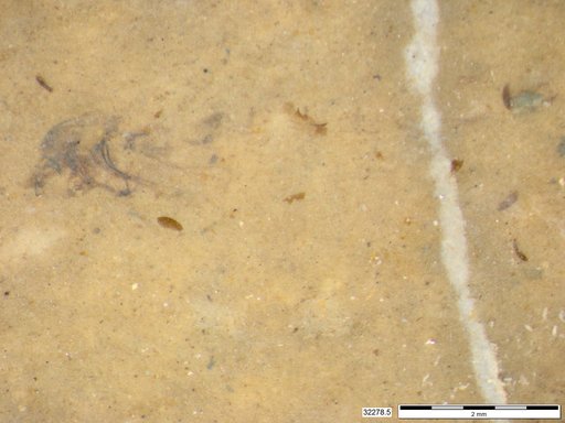 Genus sp
