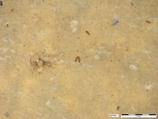 Genus sp