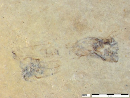 Genus sp