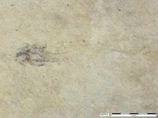 Genus sp