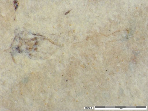 Genus sp