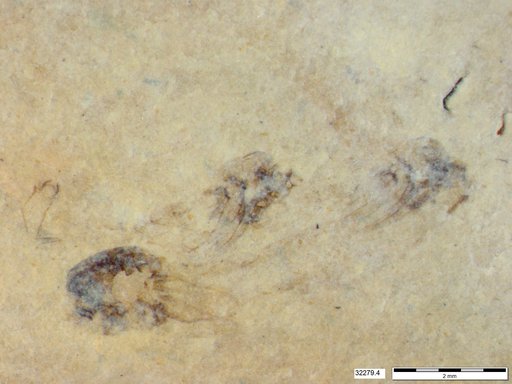 Genus sp