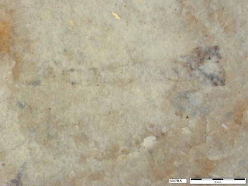 Genus sp