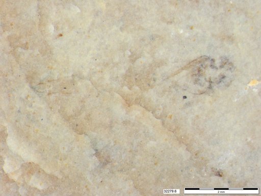 Genus sp