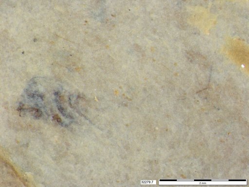 Genus sp