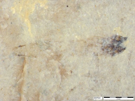 Genus sp