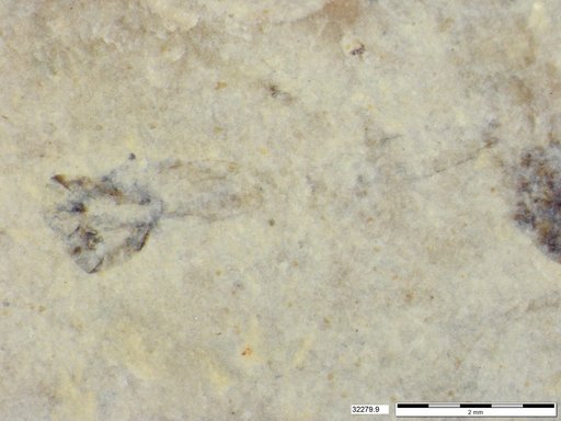 Genus sp