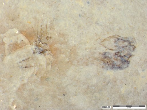 Genus sp