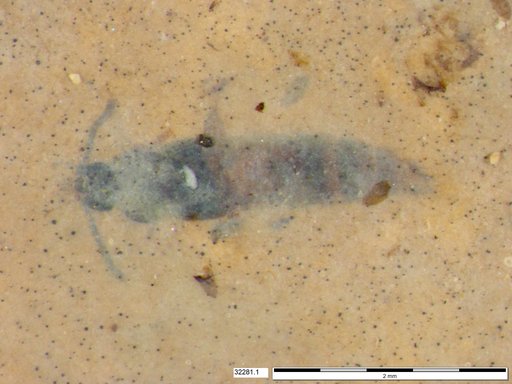 Genus sp