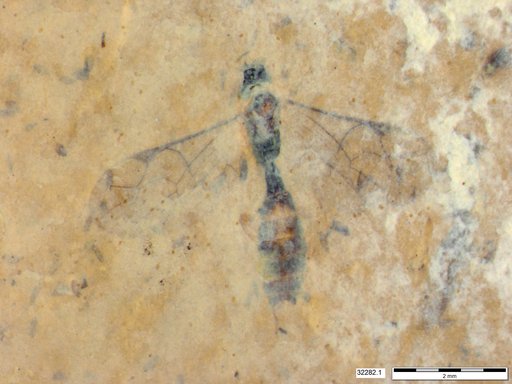 Ichneumonidae