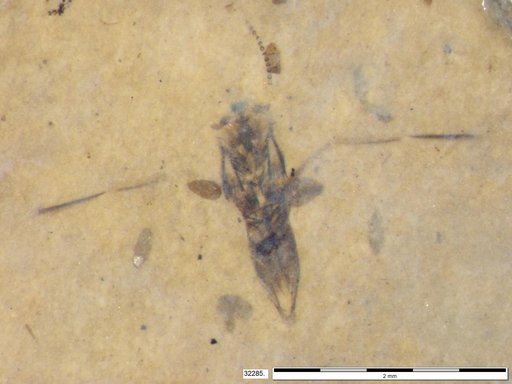 Notonectidae