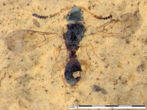 Diapriidae