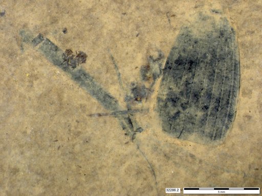 Tracheophyta