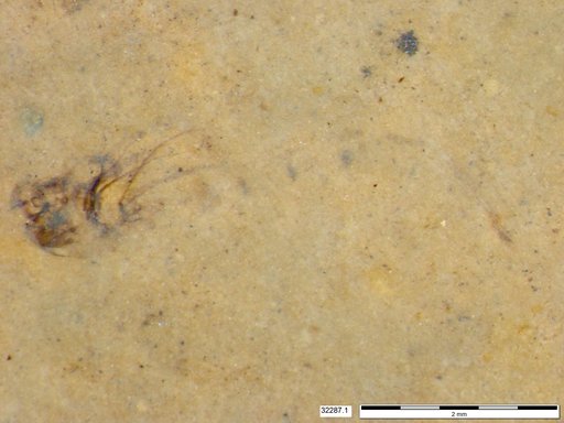 Genus sp