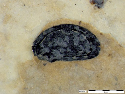 Tracheophyta