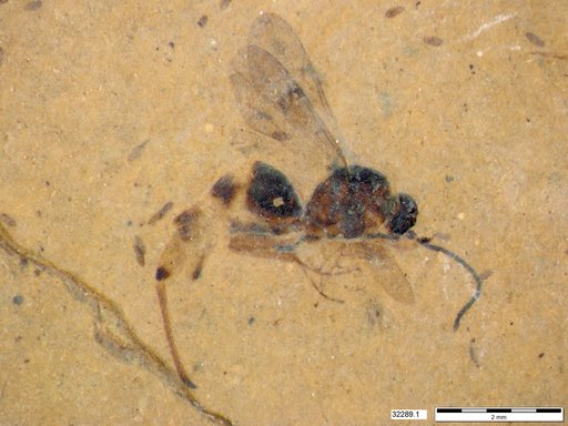Proctotrupidae