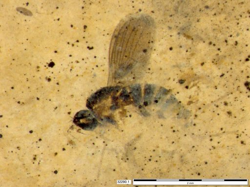 Diptera
