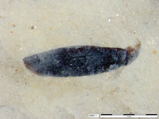 Tracheophyta