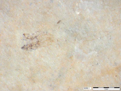 Genus sp