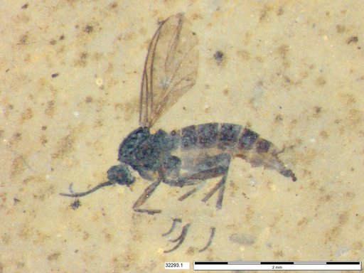Sciaridae